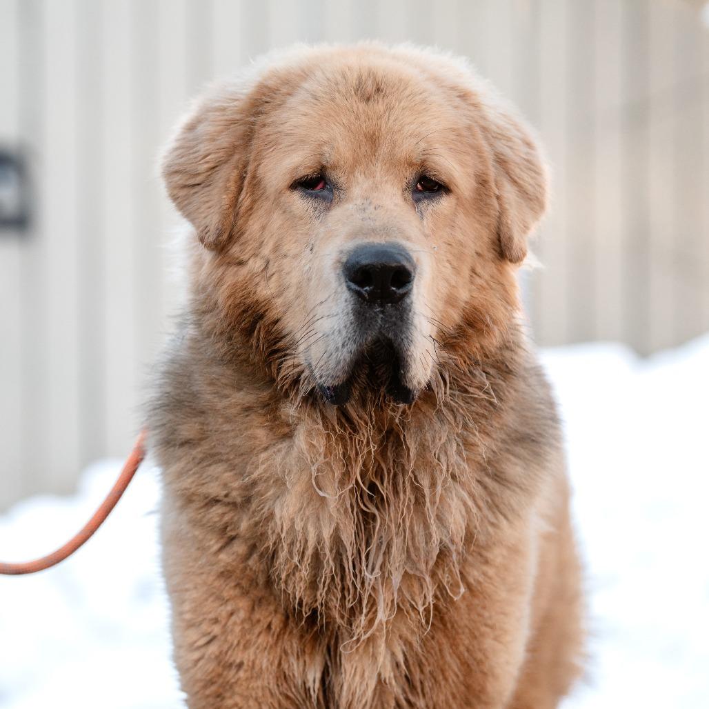 Enlarge Mufasa, a Adoptable Tibetan Mastiff in Chester Springs, PA image 1/6