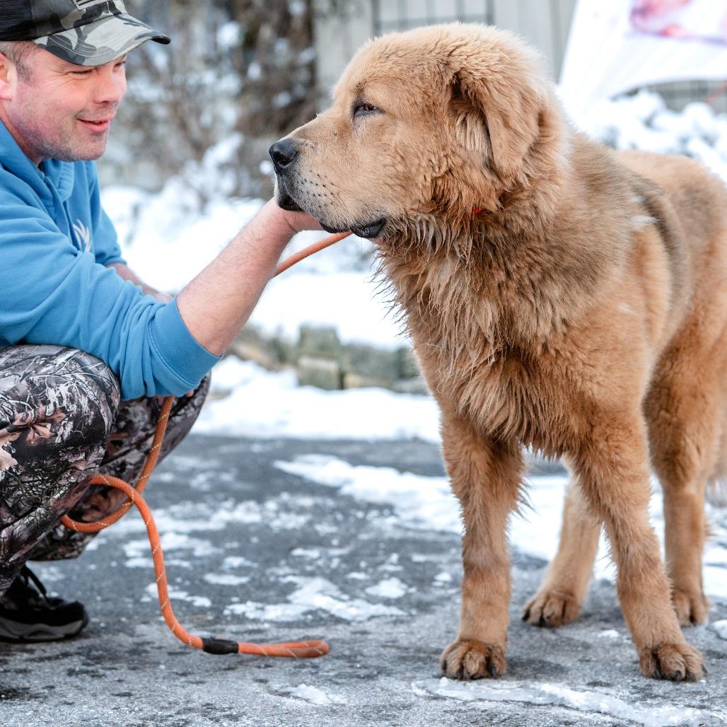 Enlarge Mufasa, a Adoptable Tibetan Mastiff in Chester Springs, PA image 2/6