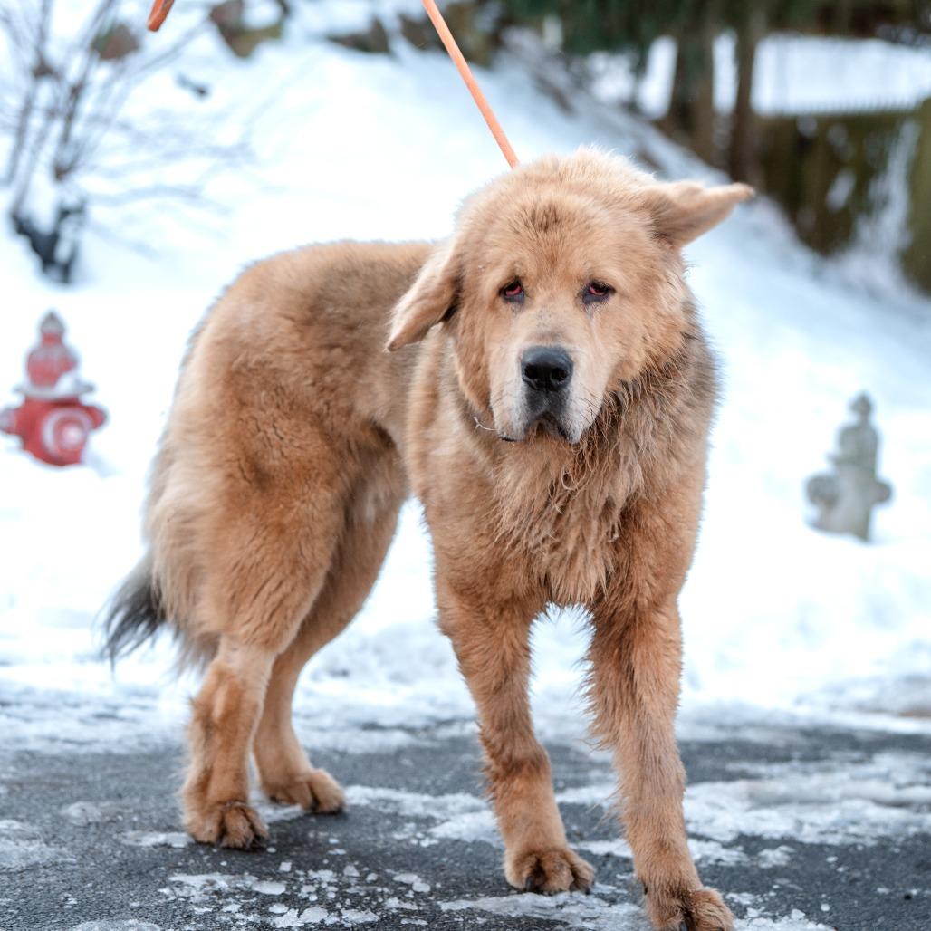Enlarge Mufasa, a Adoptable Tibetan Mastiff in Chester Springs, PA image 5/6