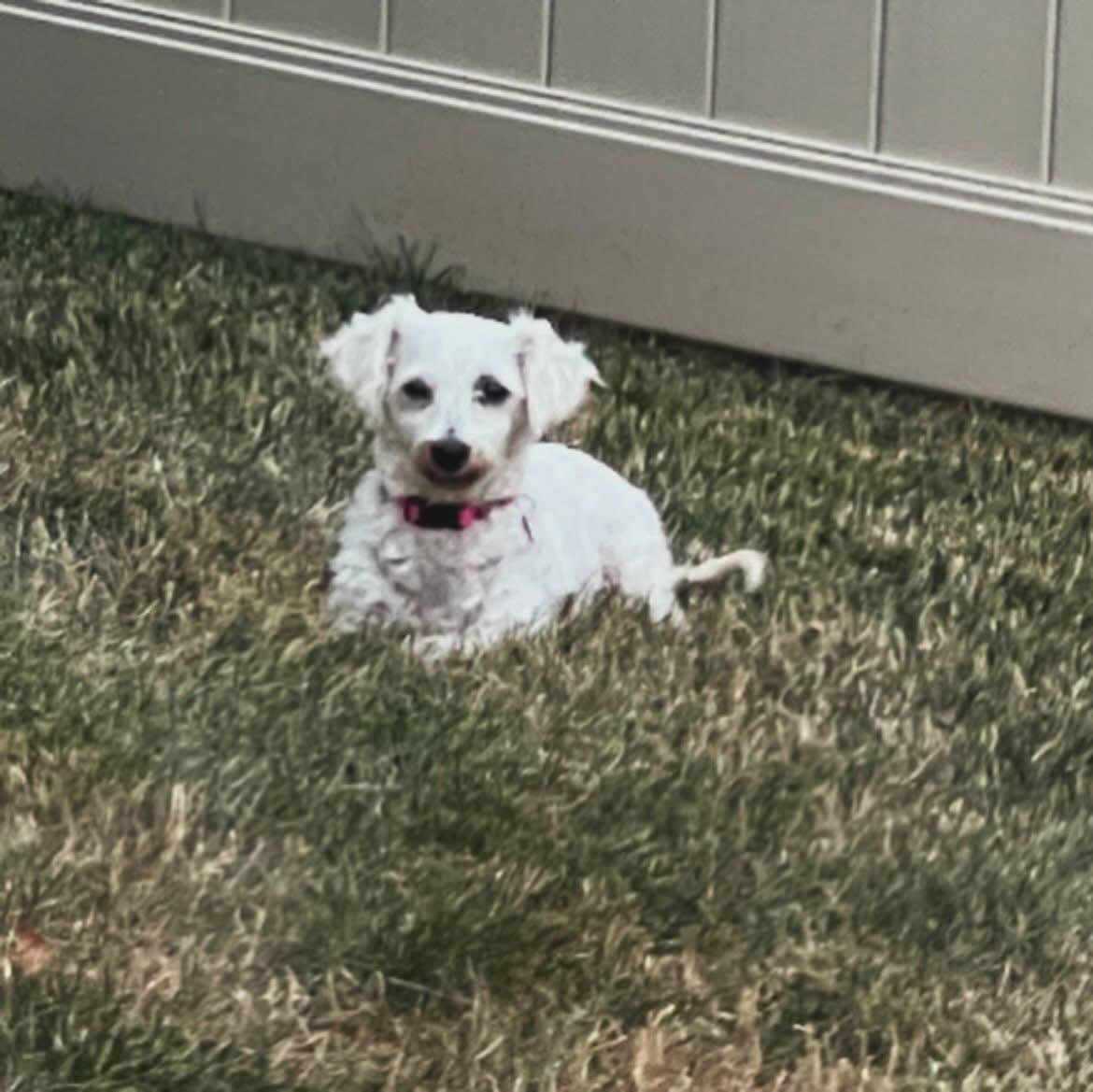 Enlarge Penny Lane, a ADOPTABLE Bichon Frise in West Falls, NY image 4/5