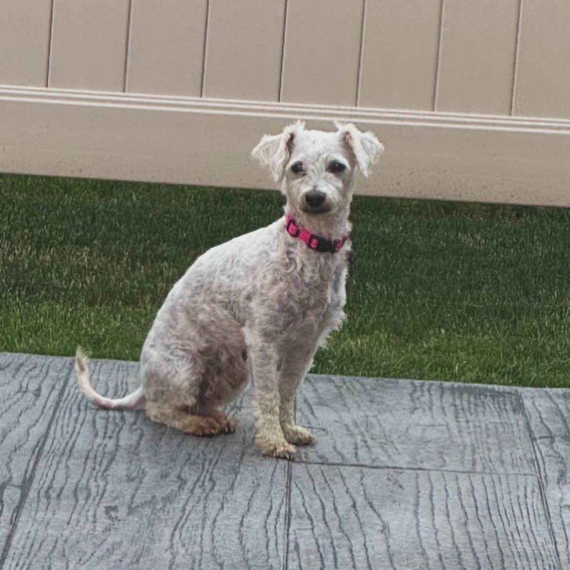 Enlarge Penny Lane, a ADOPTABLE Bichon Frise in West Falls, NY image 2/5