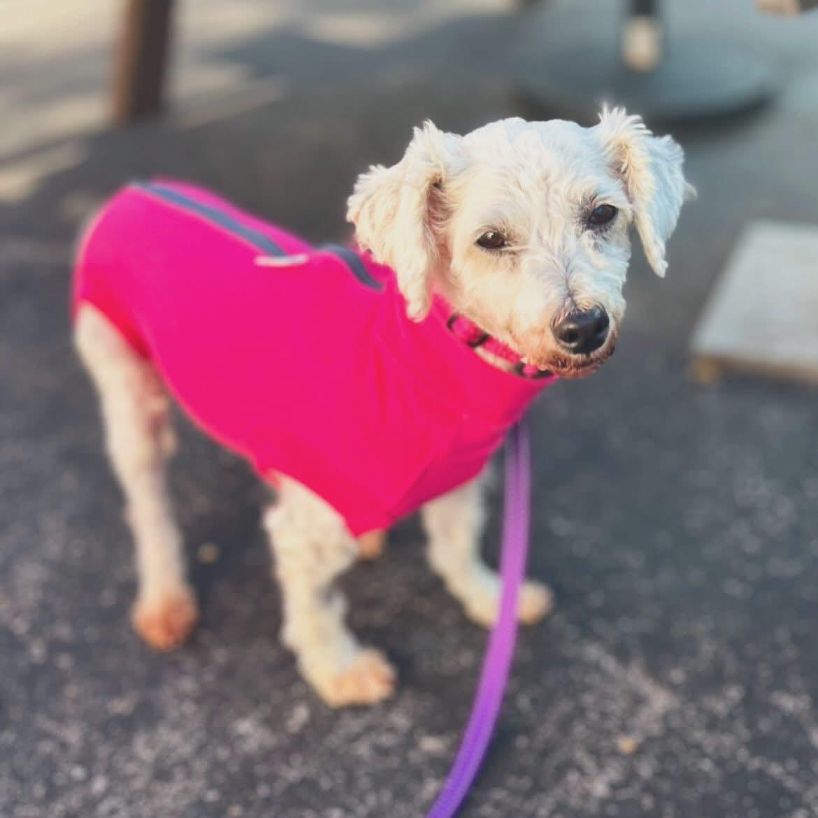 Penny Lane, ADOPTABLE, Adult Female Bichon Frise.