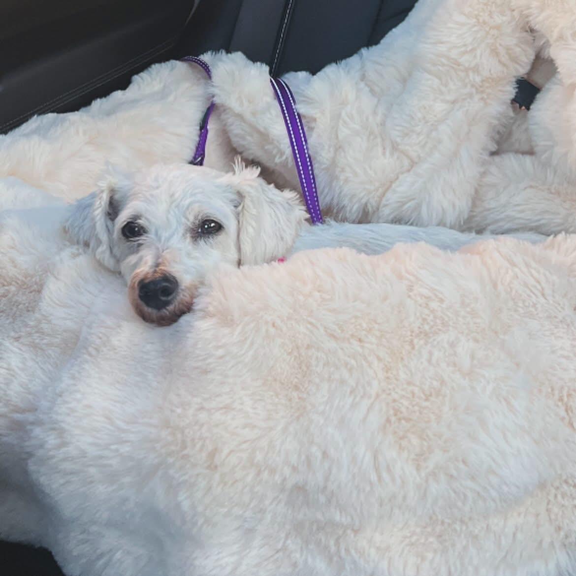 Enlarge Penny Lane, a ADOPTABLE Bichon Frise in West Falls, NY image 3/5