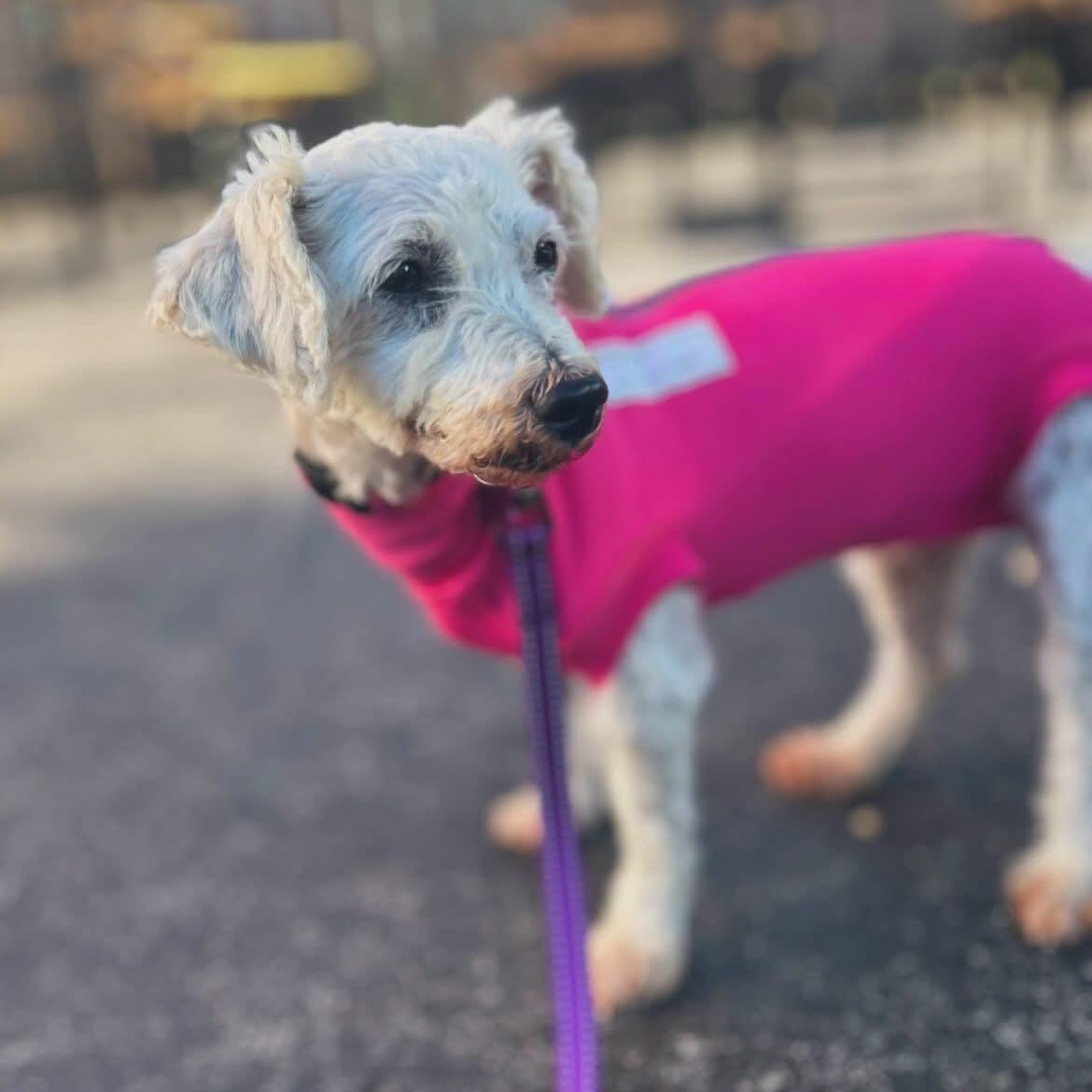 Enlarge Penny Lane, a ADOPTABLE Bichon Frise in West Falls, NY image 5/5