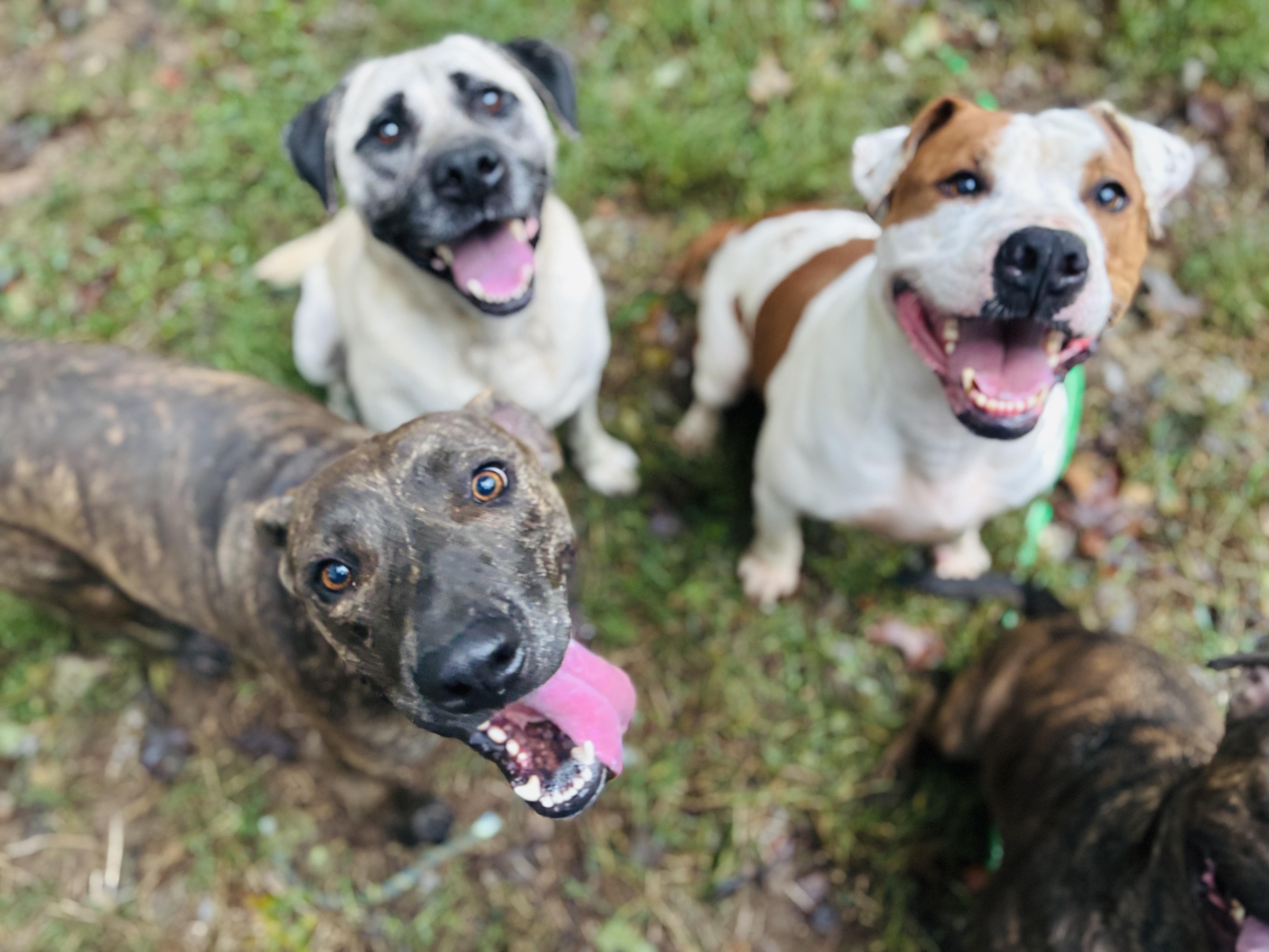 Enlarge Pig, a Adoptable mixed breed in Rogers, AR image 3/3