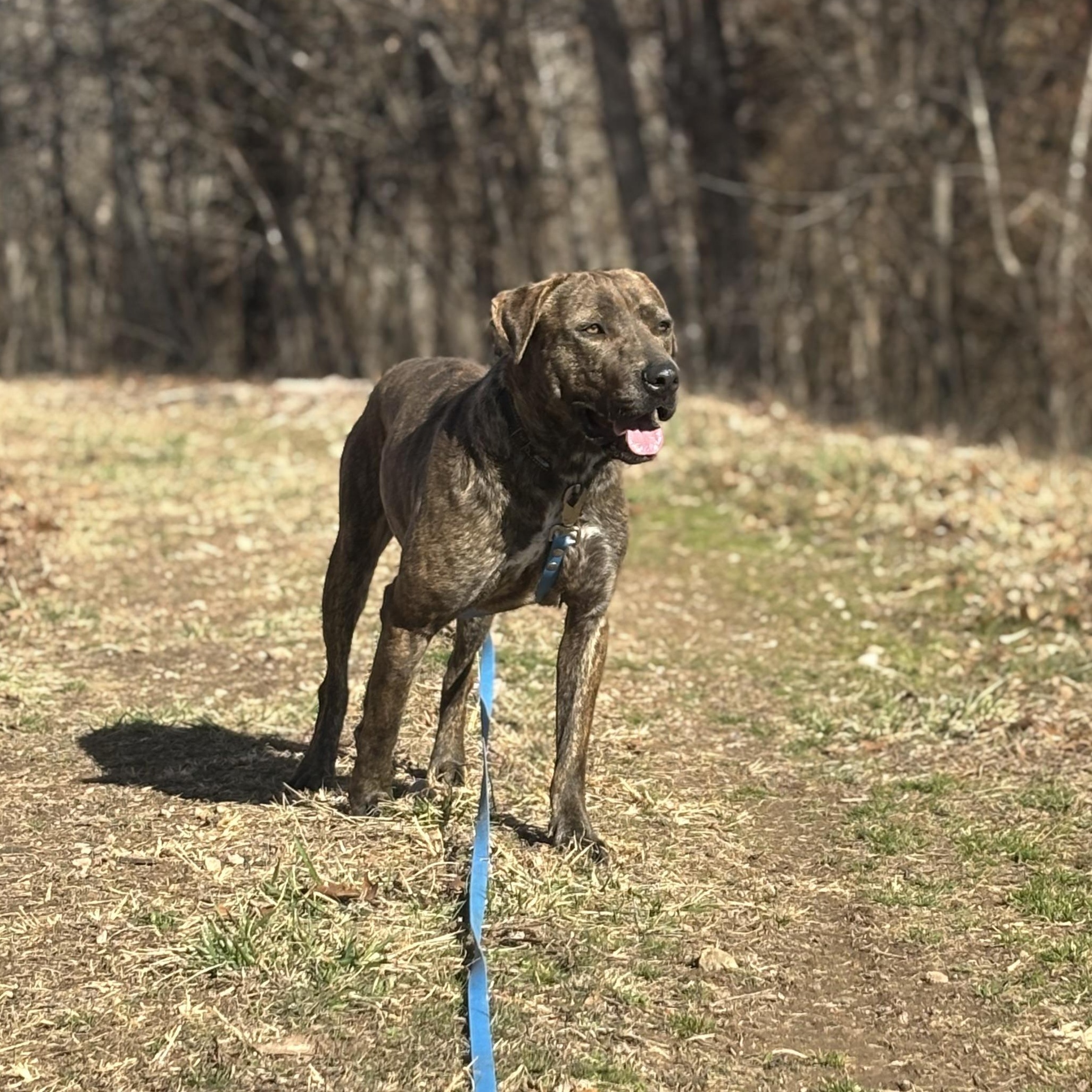 Pig, Adoptable, Adult Male Plott Hound.