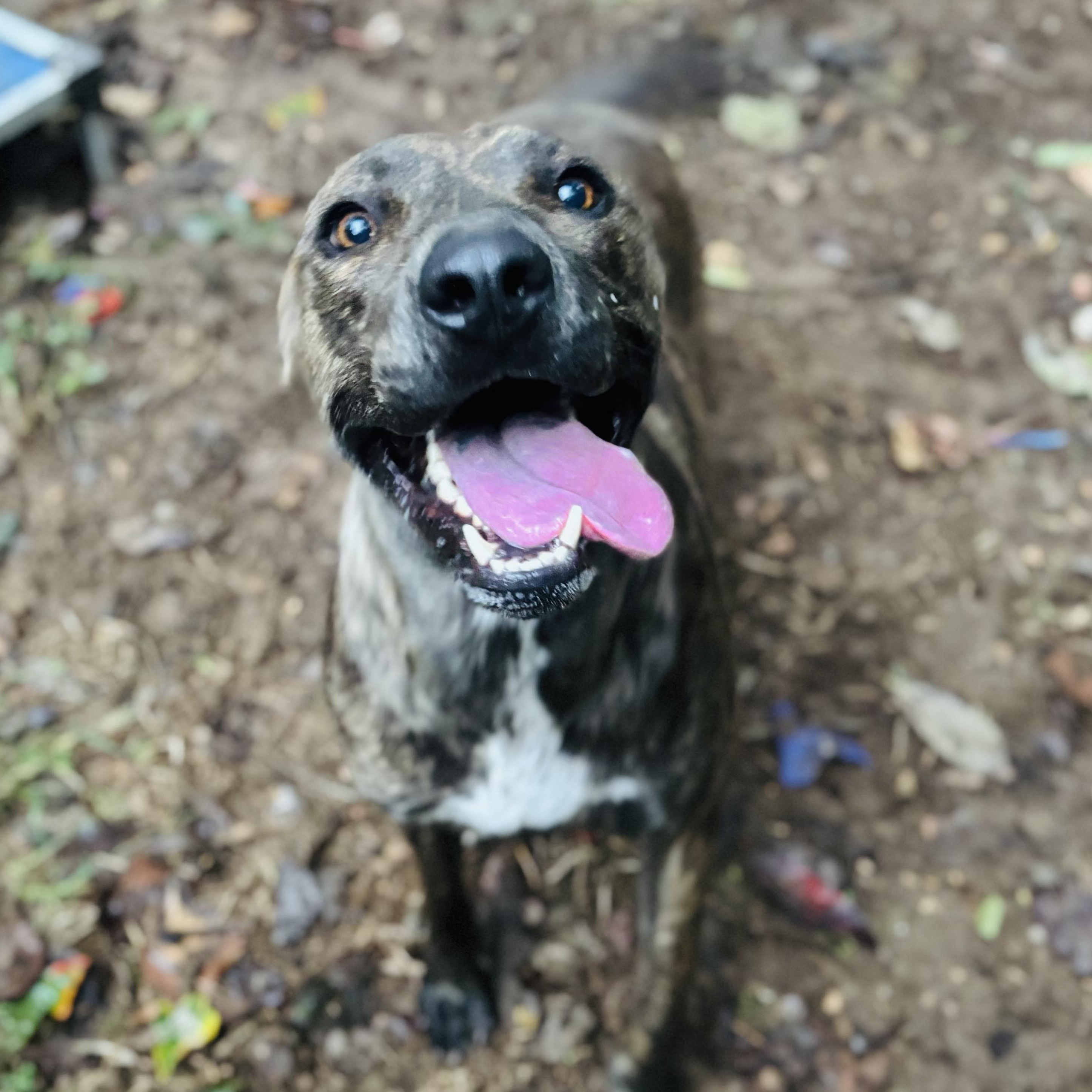 Enlarge Pig, a Adoptable mixed breed in Rogers, AR image 2/3
