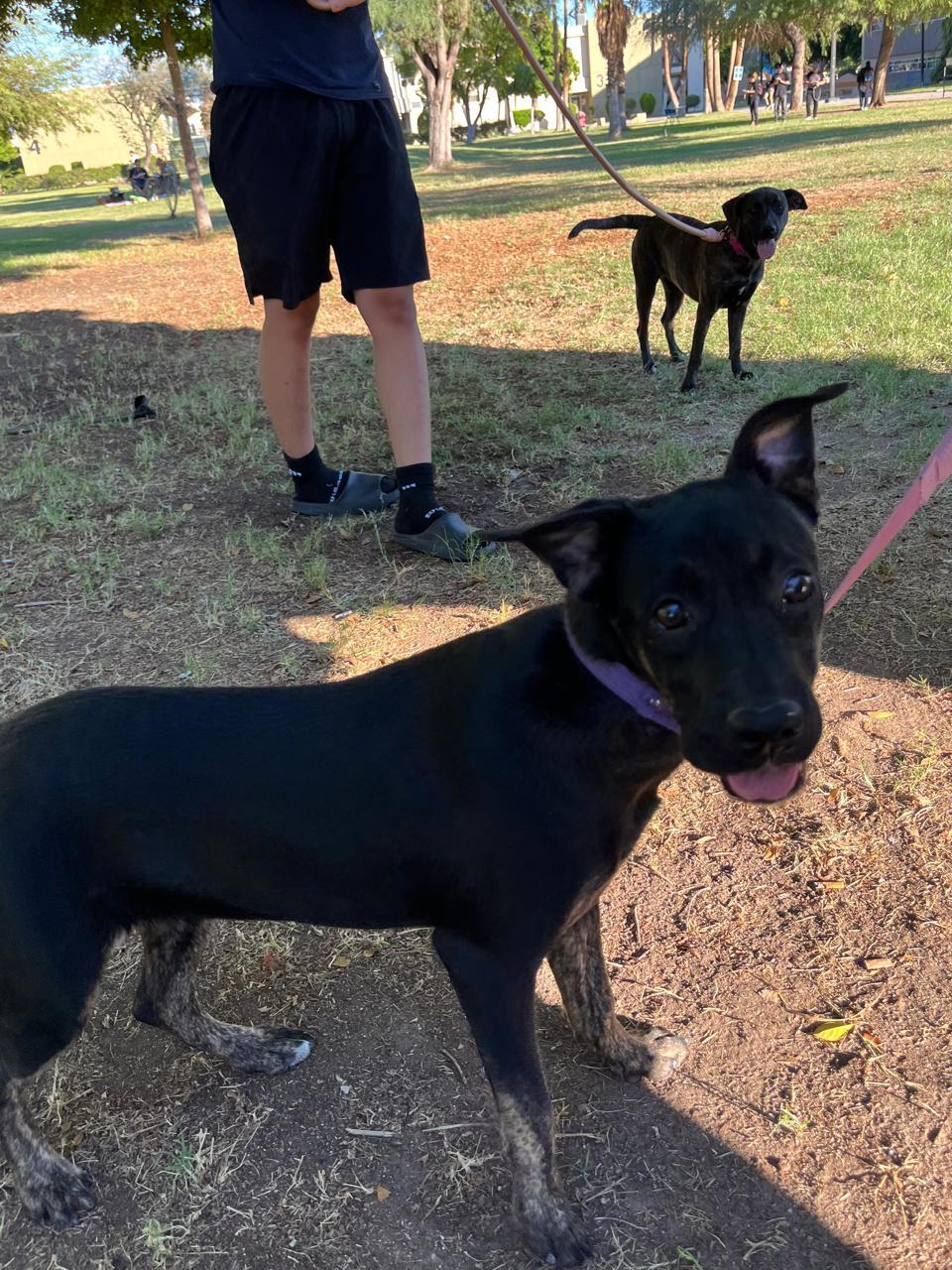 Enlarge Lilis, a Adoptable mixed breed in Riverside , CA image 1/6