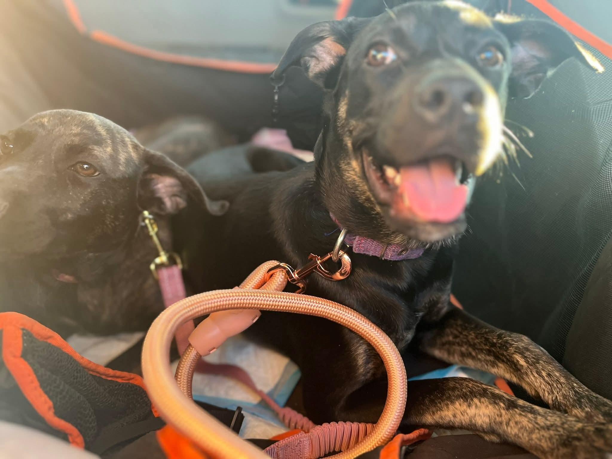 Enlarge Lilis, a Adoptable mixed breed in Riverside , CA image 6/6