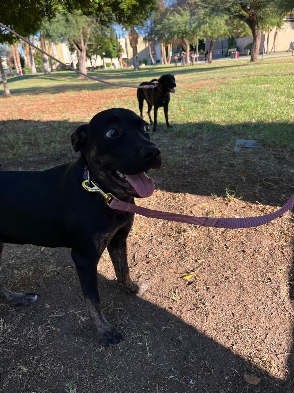Enlarge Lilis, a Adoptable mixed breed in Riverside , CA image 3/6