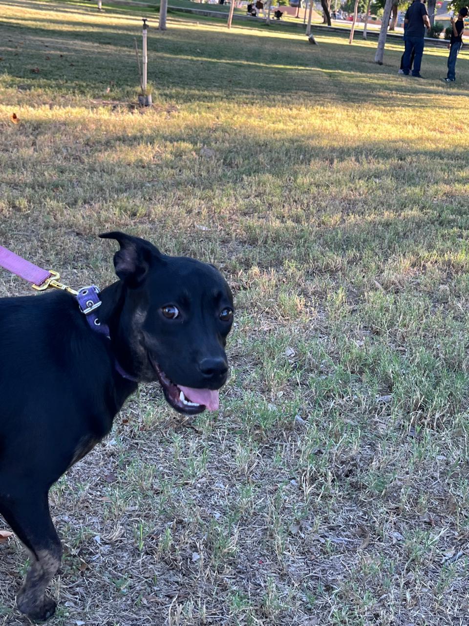 Enlarge Lilis, a Adoptable mixed breed in Riverside , CA image 2/6