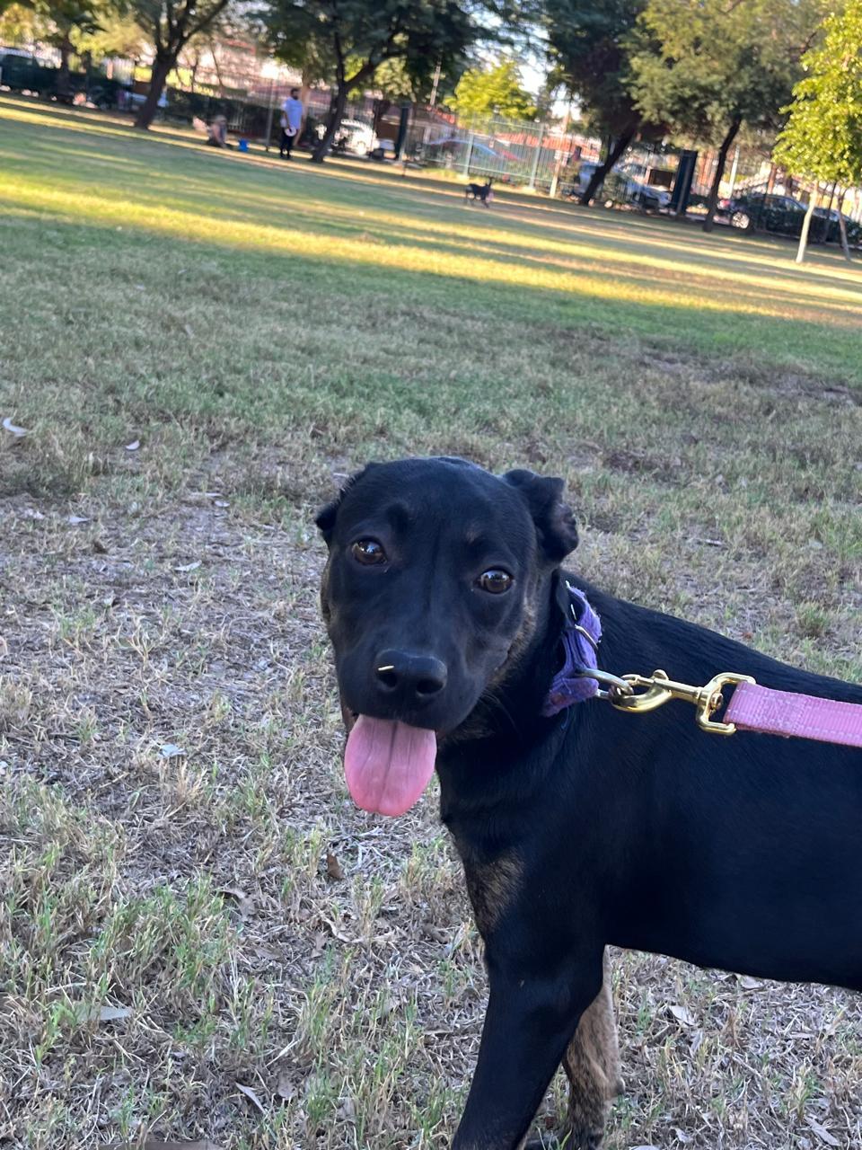 Enlarge Lilis, a Adoptable mixed breed in Riverside , CA image 4/6