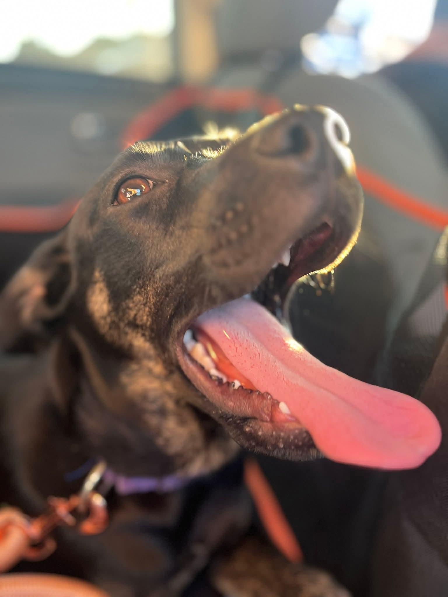 Enlarge Lilis, a Adoptable mixed breed in Riverside , CA image 5/6