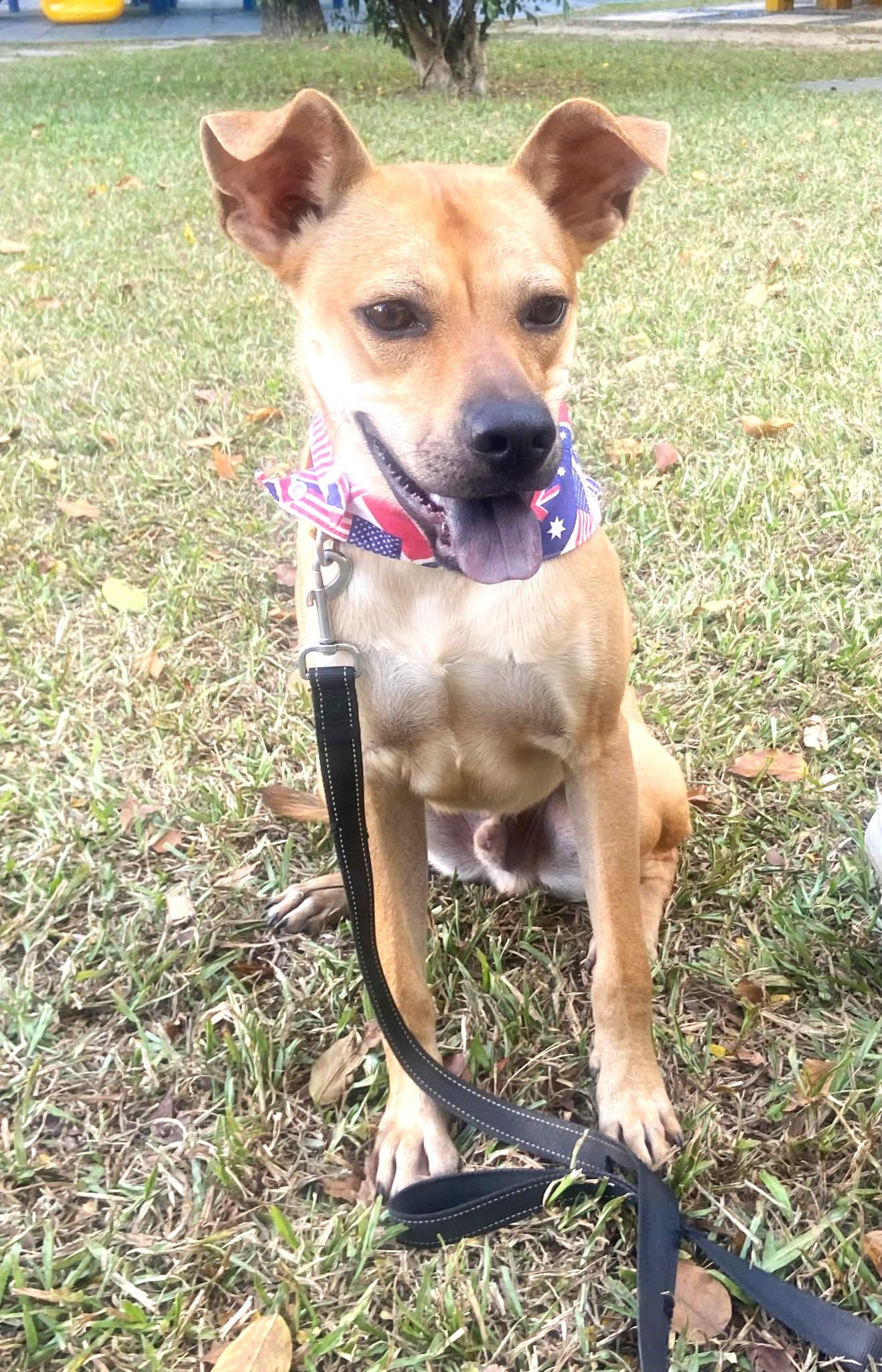 Enlarge Butter, a Adoptable mixed breed in Norwalk, CT image 5/6