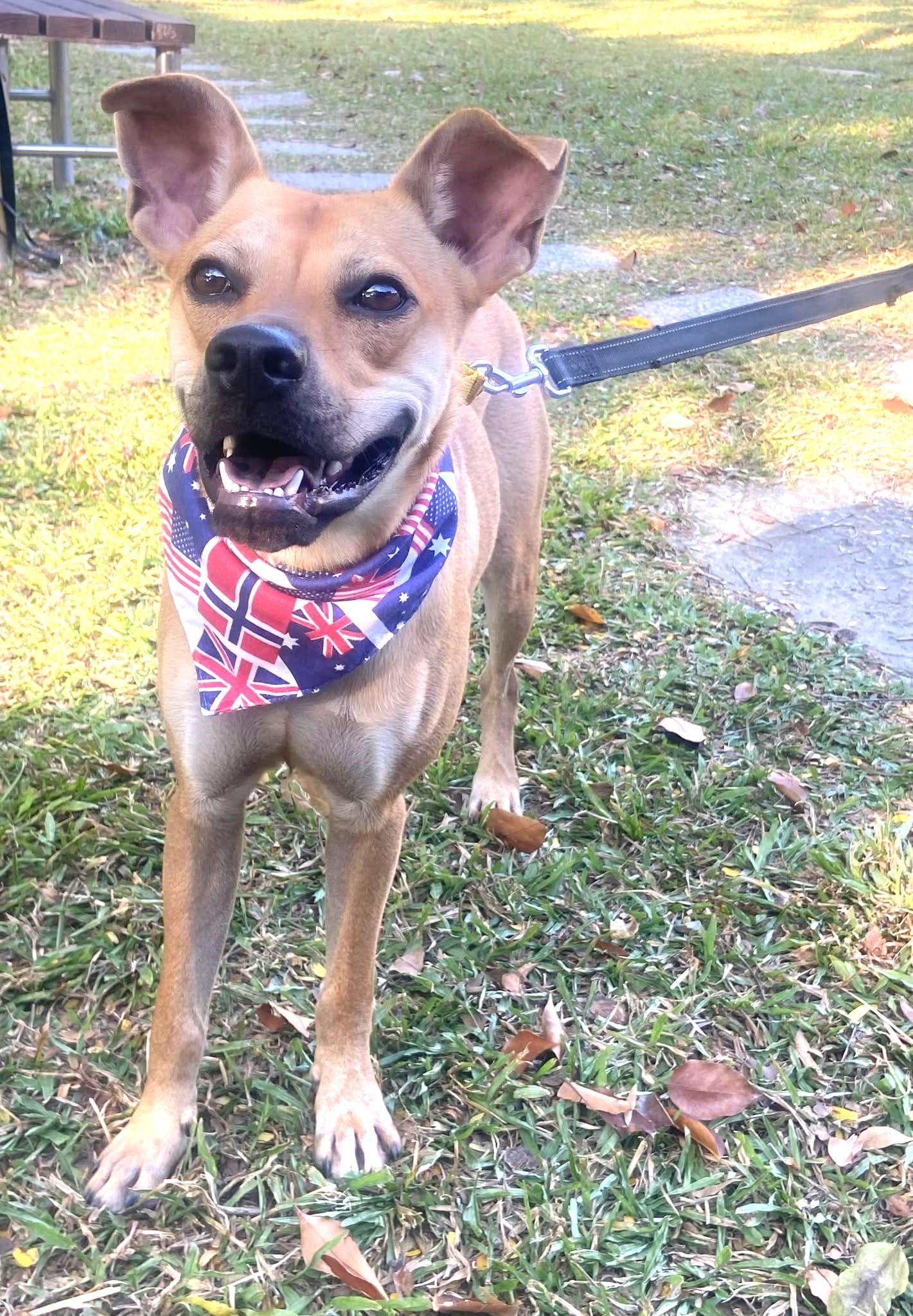 Enlarge Butter, a Adoptable mixed breed in Norwalk, CT image 6/6
