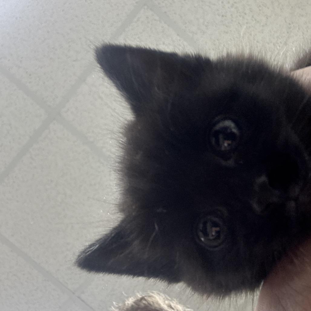Eeny, Adoptable, Kitten Female Domestic Medium Hair & Domestic Medium Hair.