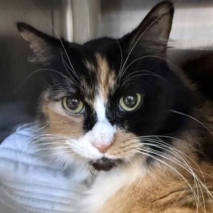 Enlarge Suzy, a ADOPTABLE Domestic Long Hair in Lansing, MI image 1/1