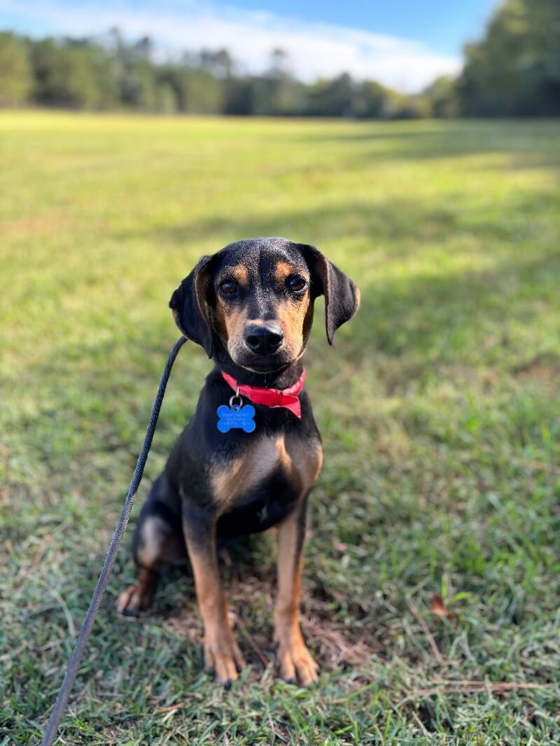 Rocky, Adoptable, Young Male Labrador Retriever & Hound.