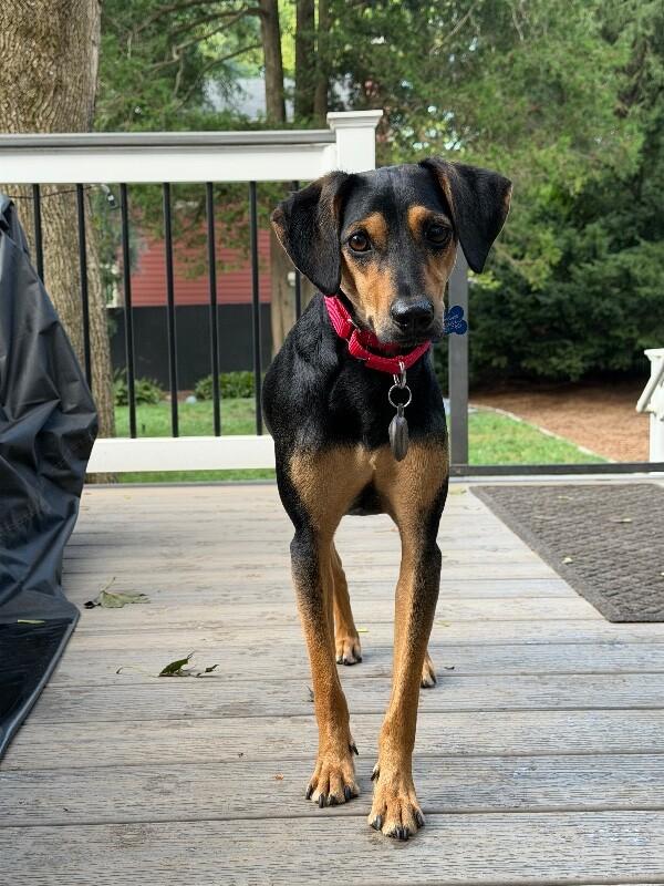 Enlarge Rocky, a Adoptable mixed breed in Berkeley Heights, NJ image 2/6