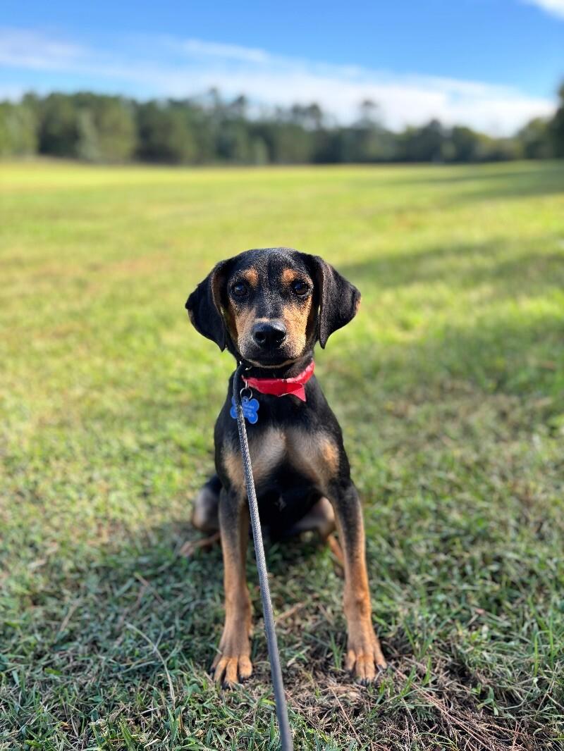 Enlarge Rocky, a Adoptable mixed breed in Berkeley Heights, NJ image 2/3