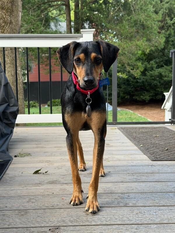Enlarge Rocky, a Adoptable mixed breed in Berkeley Heights, NJ image 3/6