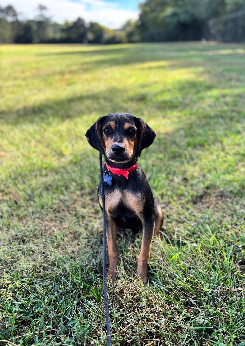 Enlarge Rocky, a Adoptable mixed breed in Berkeley Heights, NJ image 3/3