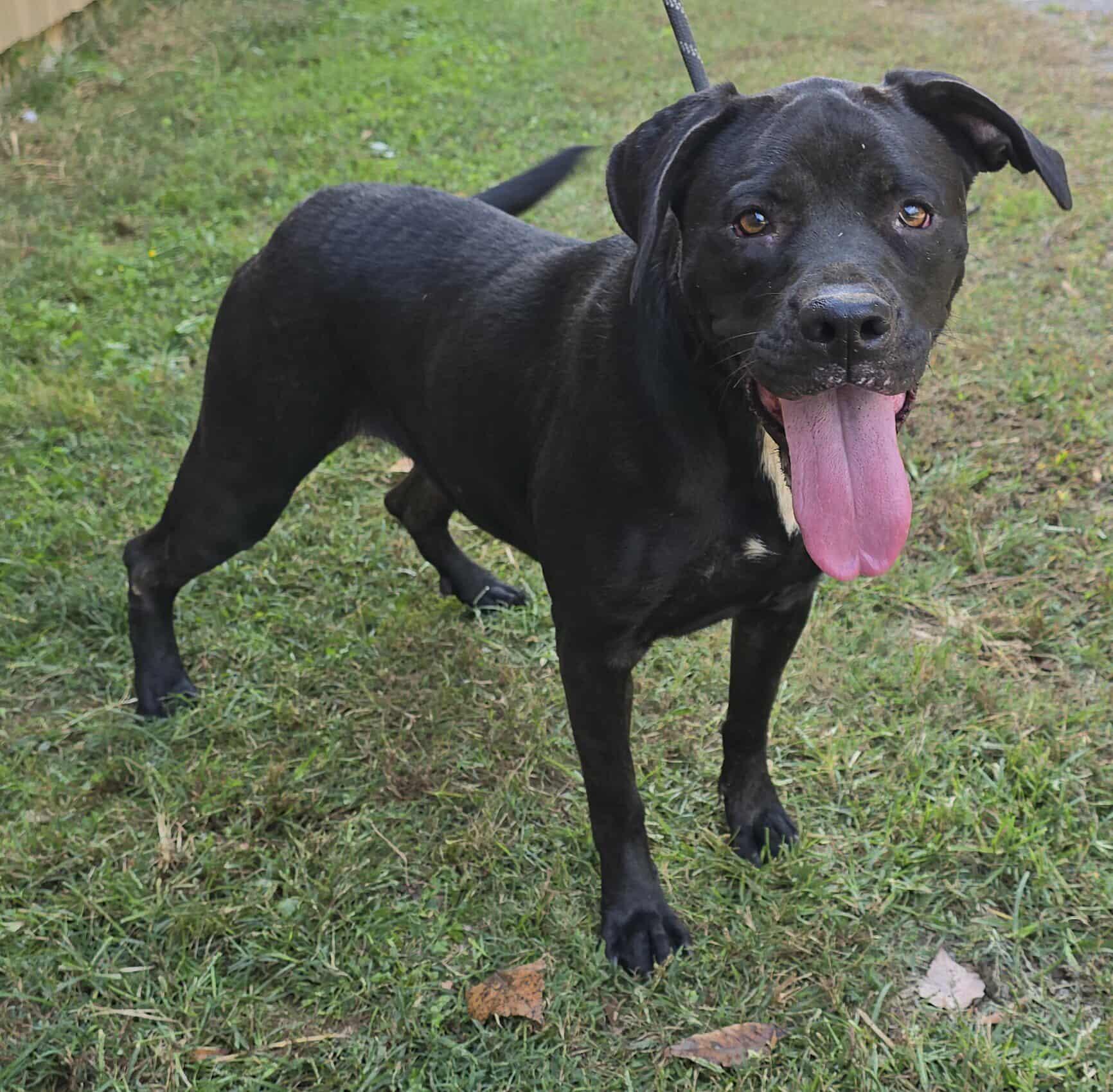 Yukon *foster needed*