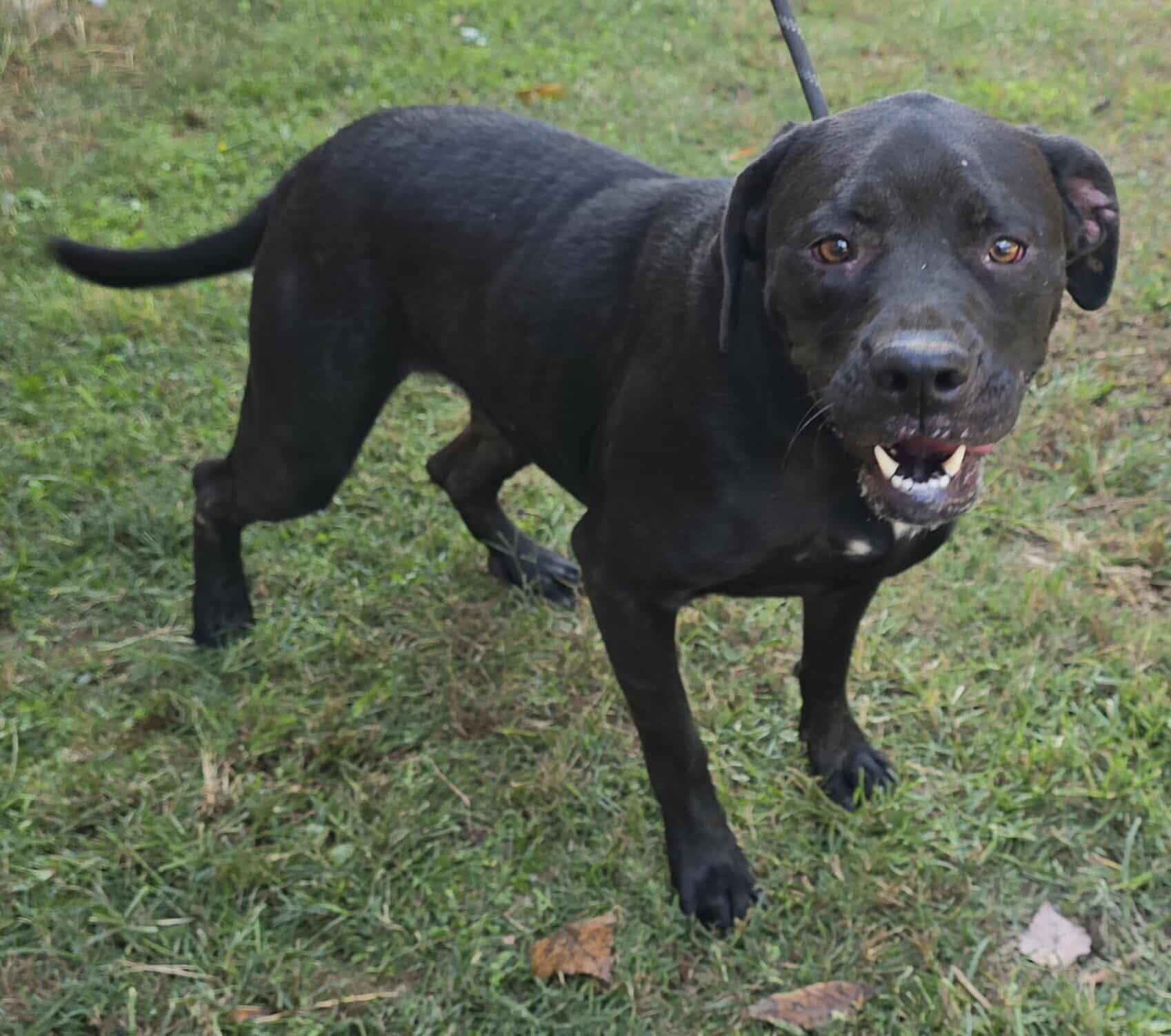 Yukon *foster needed*