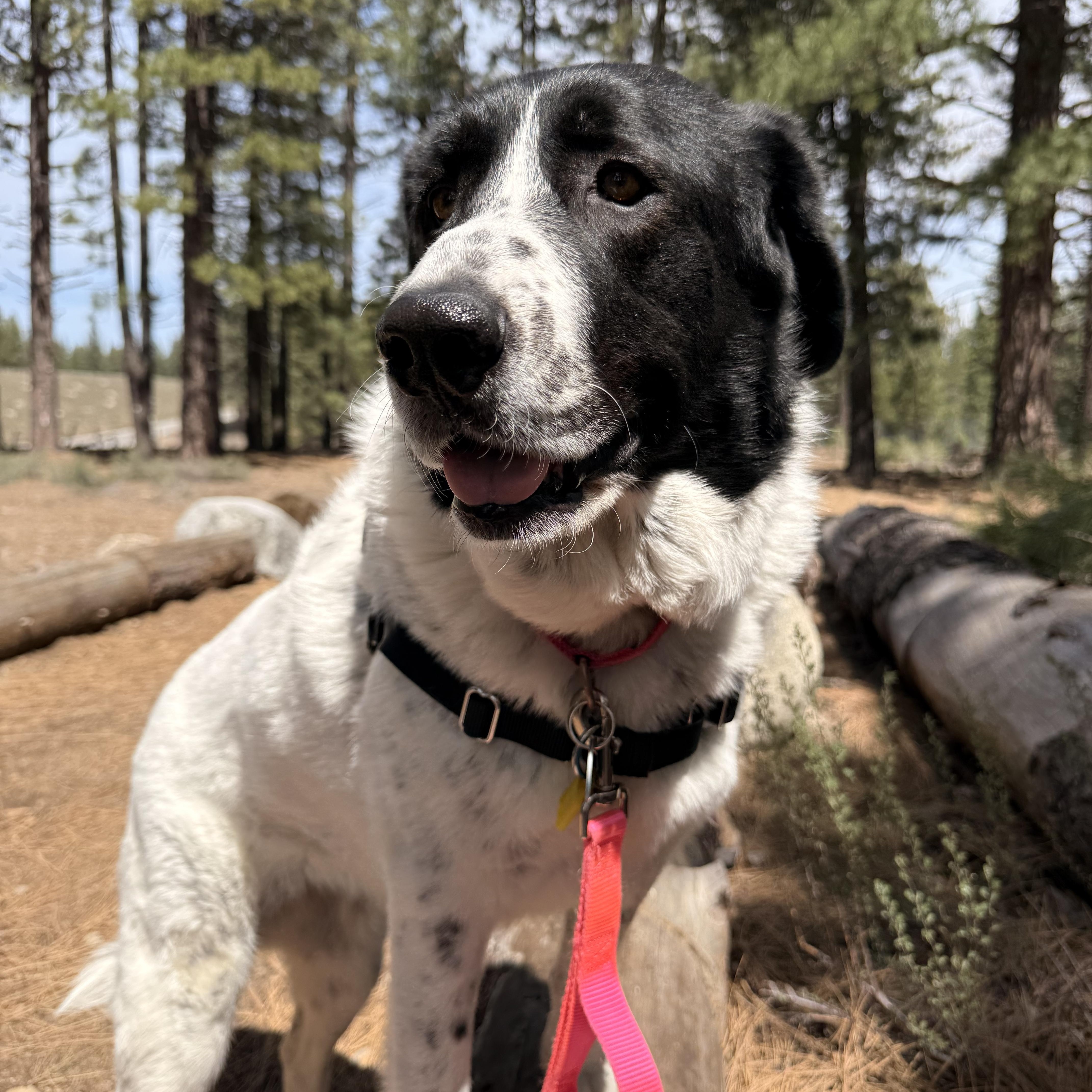 Enlarge Jenny, a ADOPTABLE Mixed Breed in Truckee, CA image 2/2