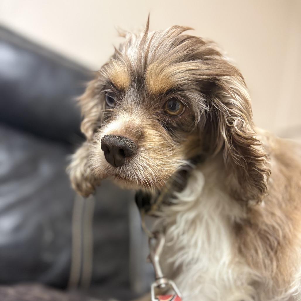 Enlarge Wisteria, a Adoptable Mixed Breed in Mentor, OH image 2/6