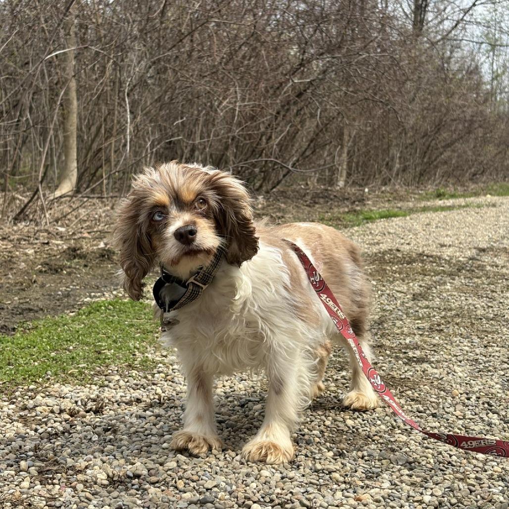 Enlarge Wisteria, a Adoptable Mixed Breed in Mentor, OH image 3/6