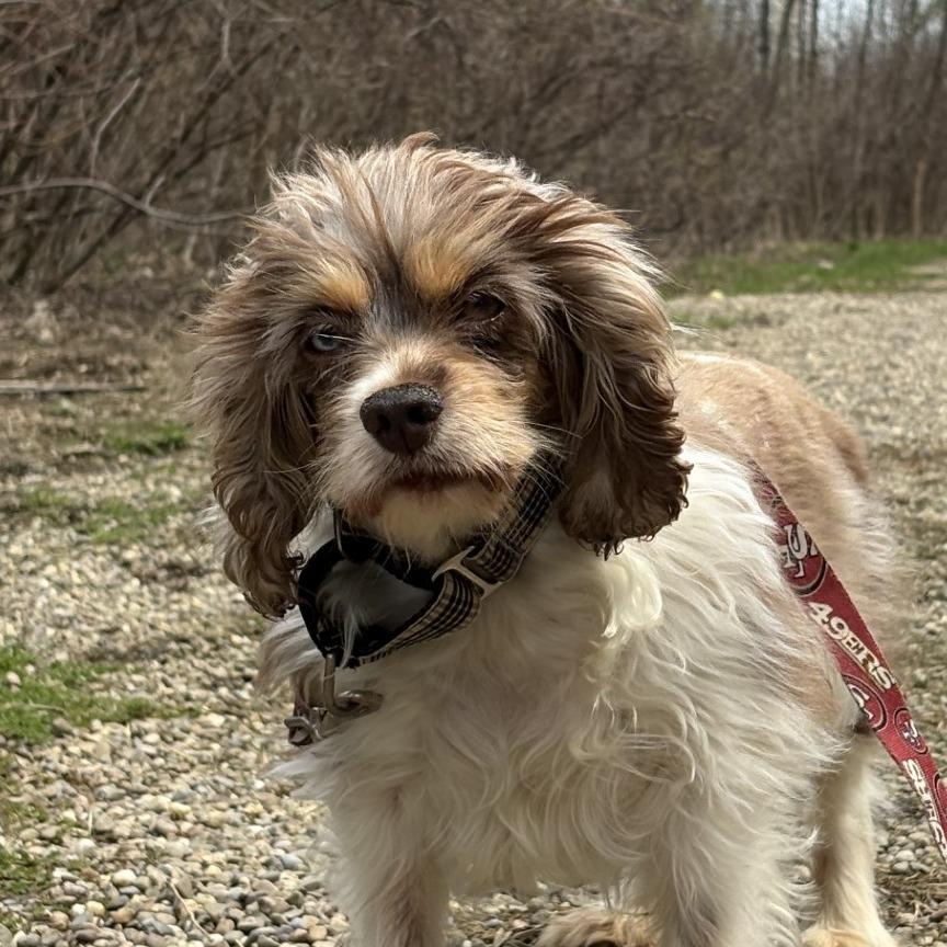 Enlarge Wisteria, a Adoptable Mixed Breed in Mentor, OH image 4/6