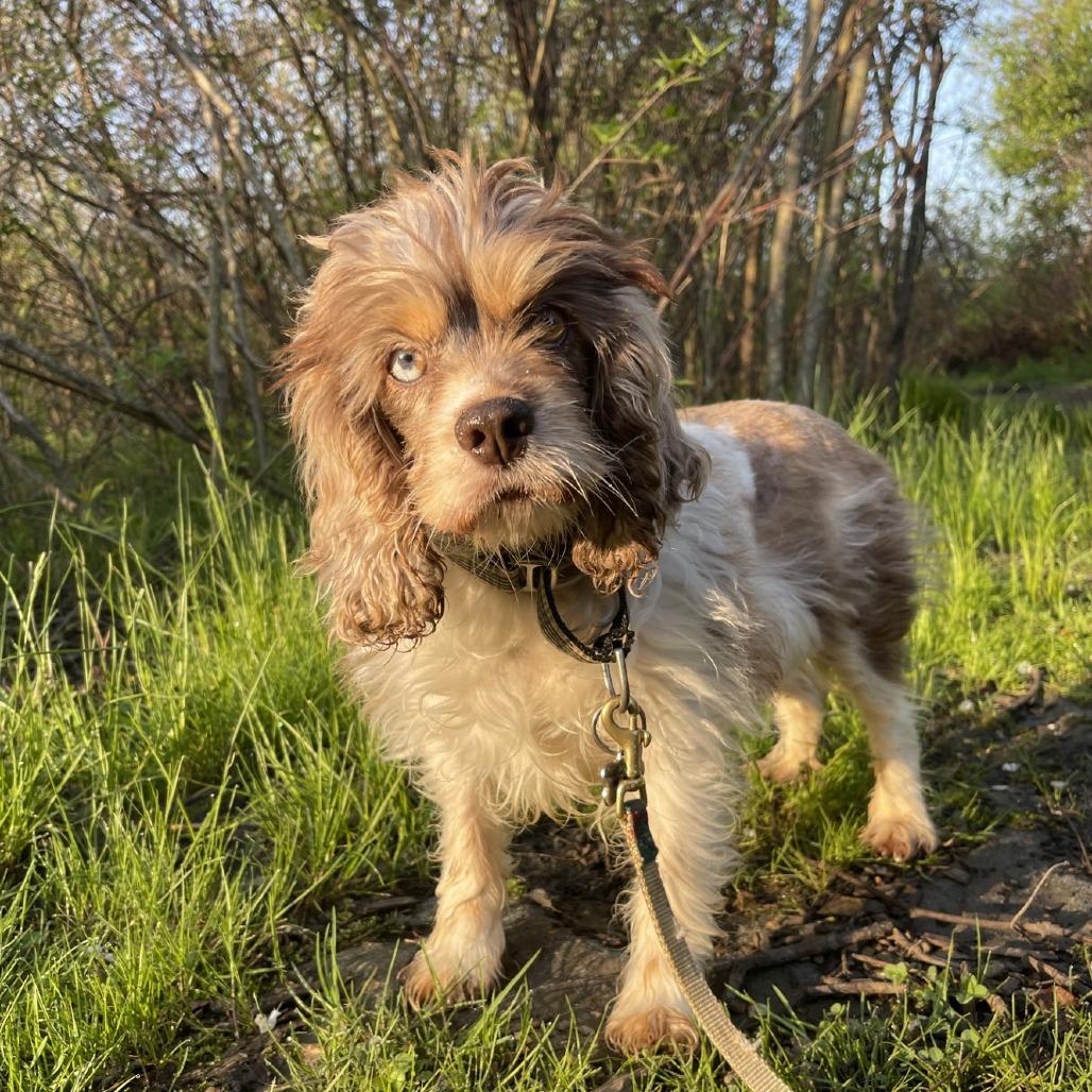 Enlarge Wisteria, a Adoptable Mixed Breed in Mentor, OH image 5/6