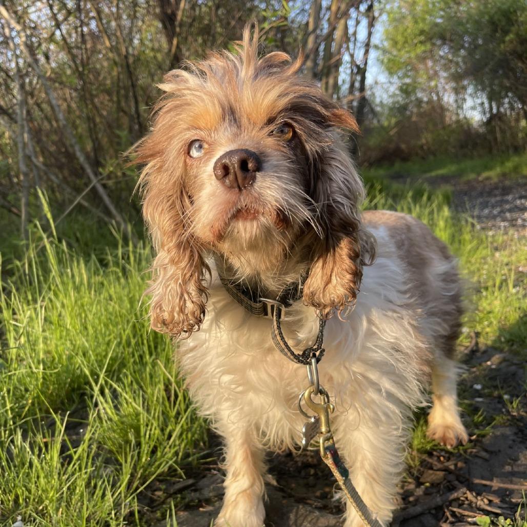 Enlarge Wisteria, a Adoptable Mixed Breed in Mentor, OH image 6/6