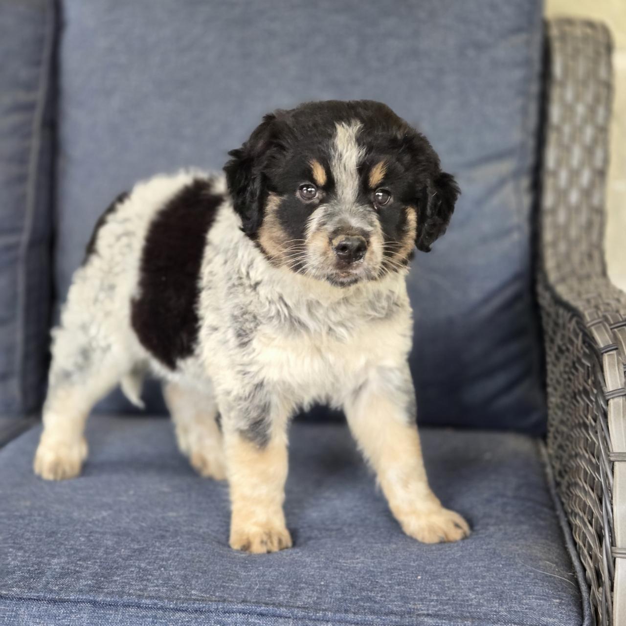 Sutton, ADOPTABLE, Puppy Female Great Pyrenees.
