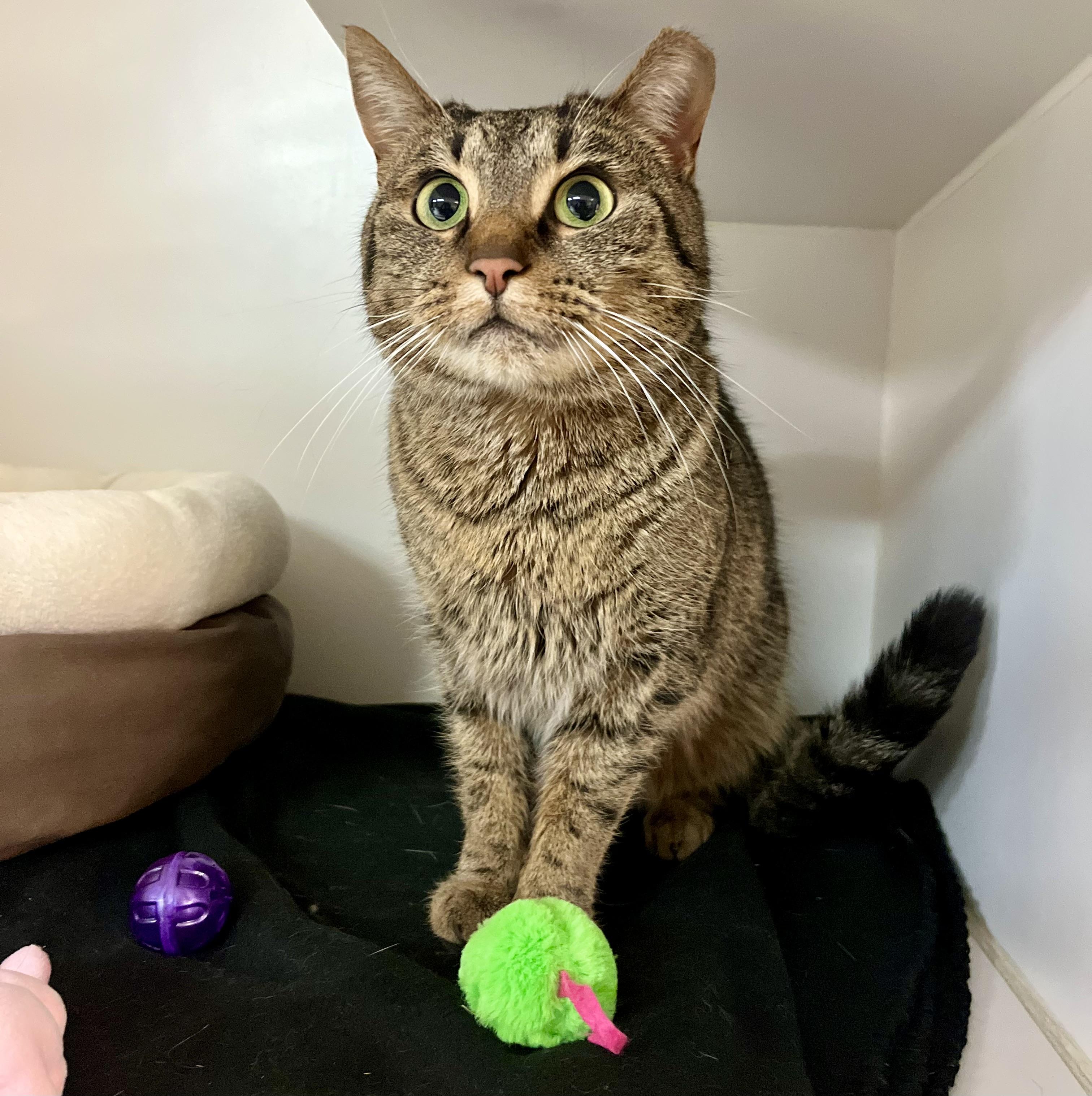 Enlarge Amanda, a Adoptable Domestic Short Hair in Seville, OH image 1/1