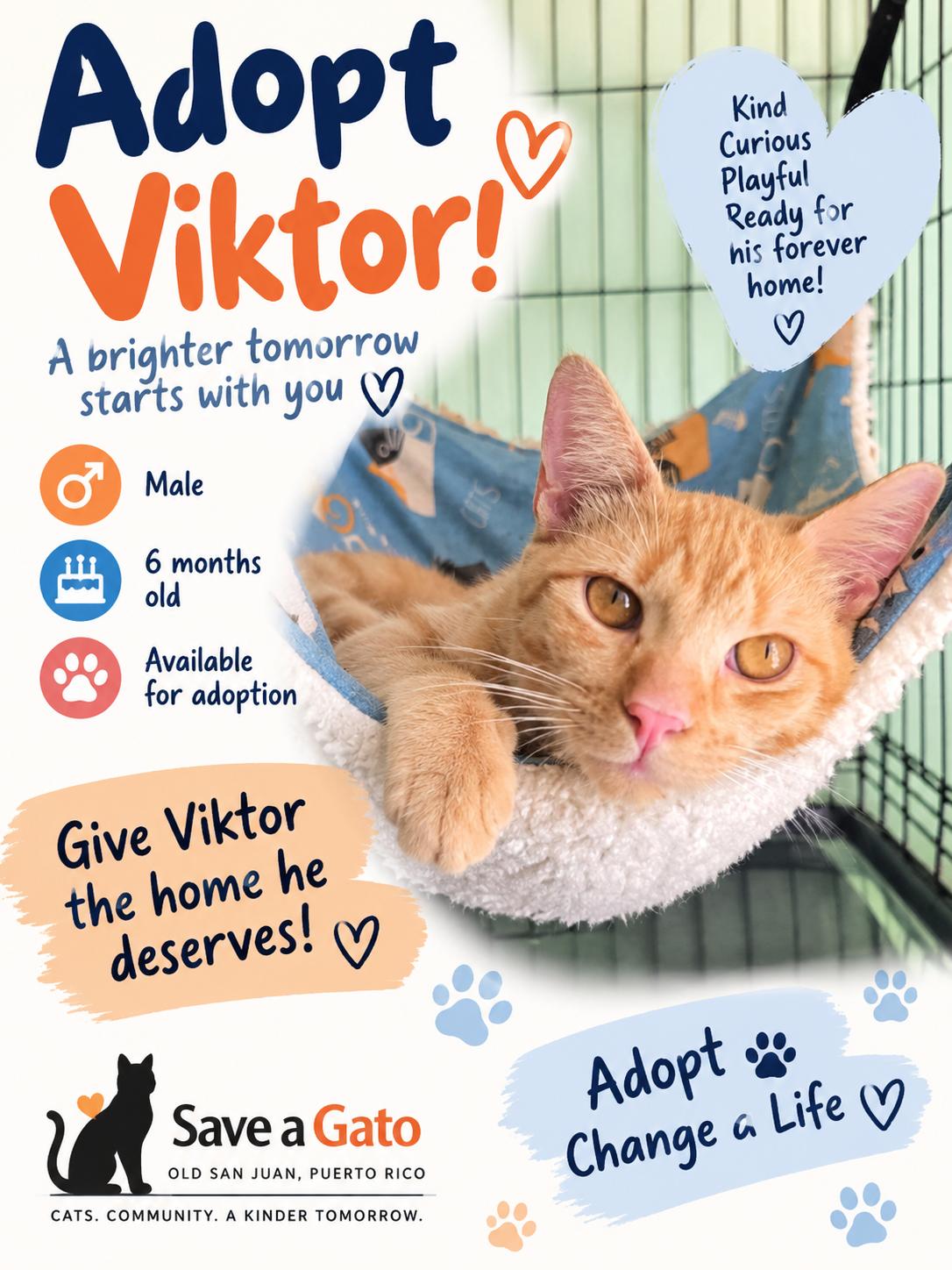 Viktor, Adoptable, Kitten Male Domestic Short Hair.