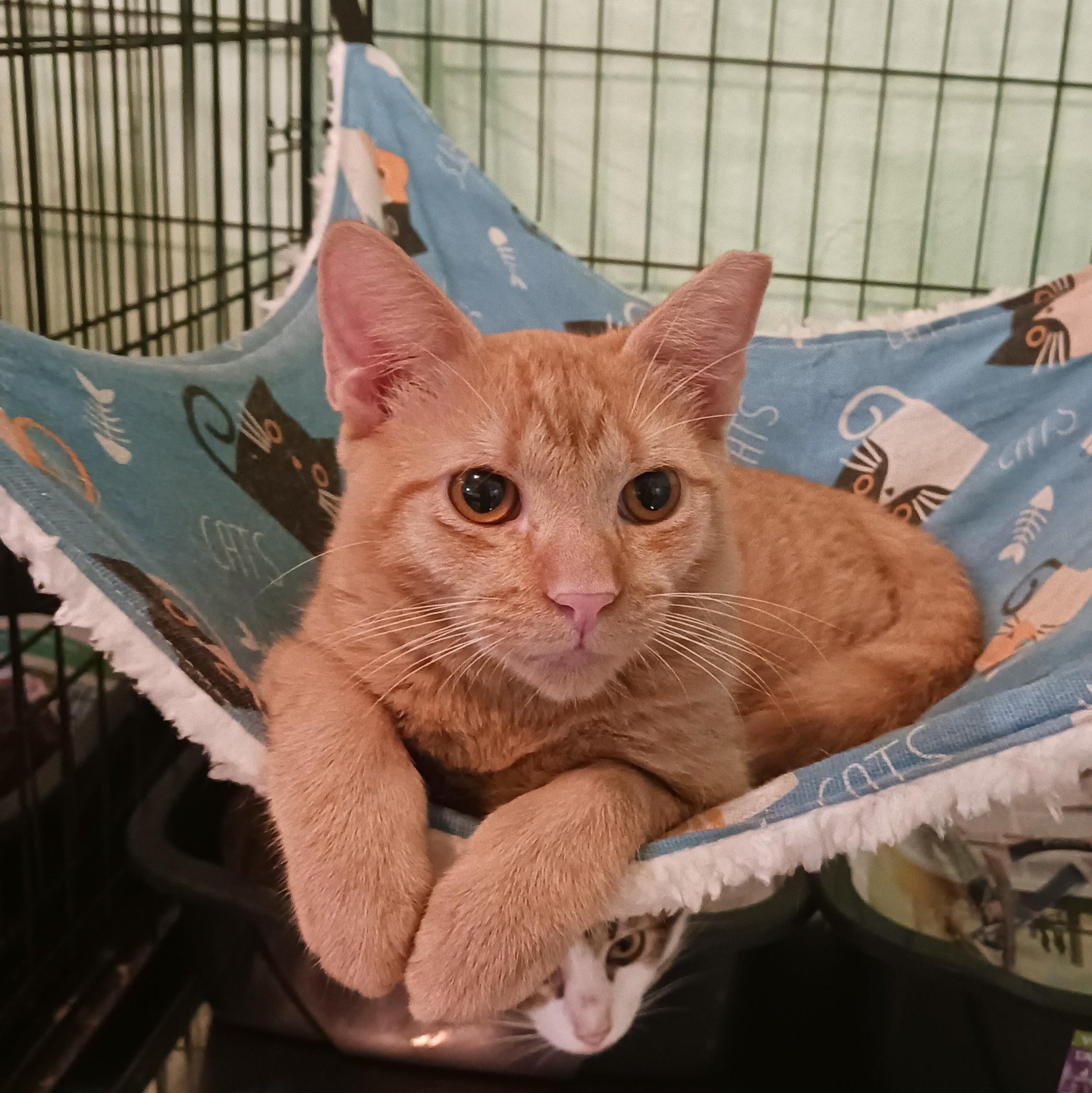 Enlarge Viktor, a Adoptable Domestic Short Hair in San Juan, PR image 3/4
