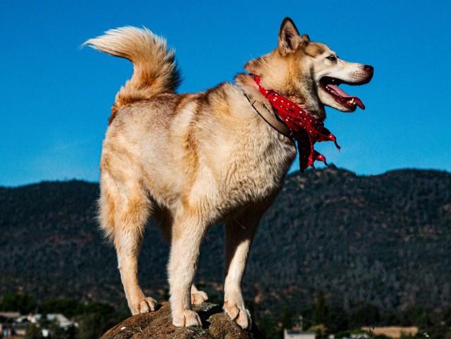 Jolene, Adult Female Husky