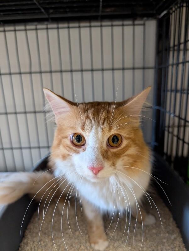 Enlarge Petey, a Adoptable Domestic Long Hair in Supply, NC image 1/2
