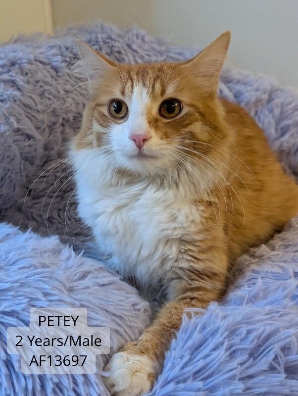 Enlarge Petey, a Adoptable Domestic Long Hair in Supply, NC image 2/2