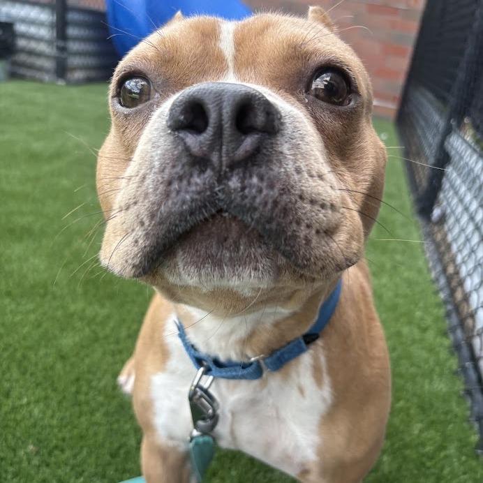 DOG, Adoptable, Adult Male Mixed Breed.