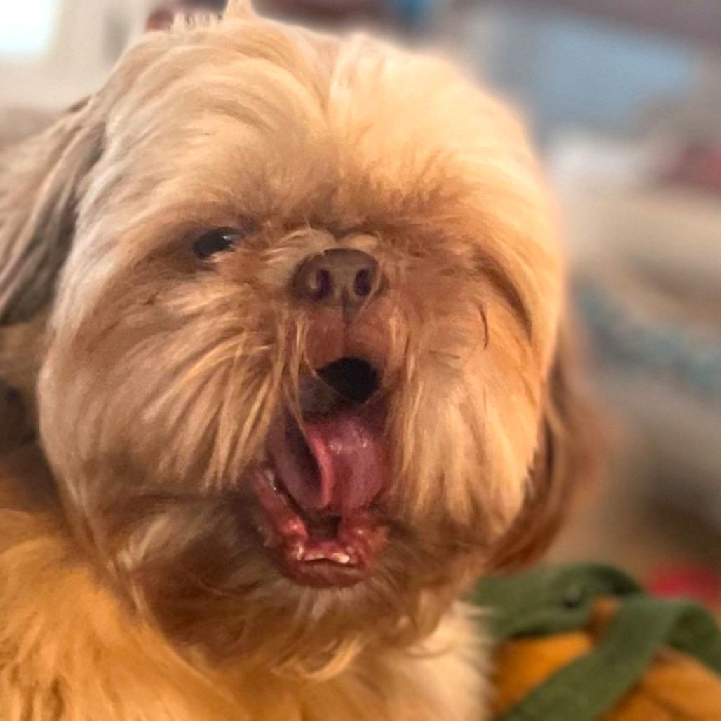 Ewok — thumbnail 4