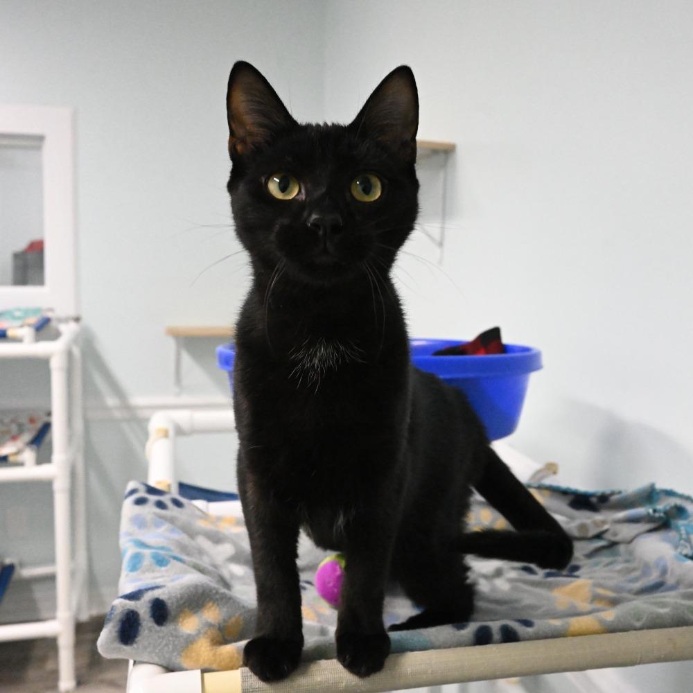 Benkie, Adoptable, Young Male Domestic Short Hair.