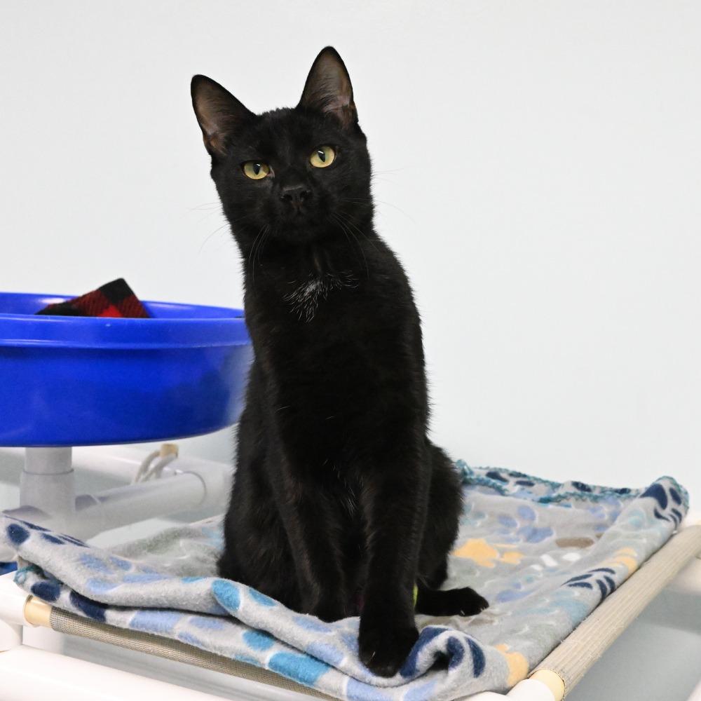 Enlarge Benkie, a Adoptable Domestic Short Hair in Mobile, AL image 2/5