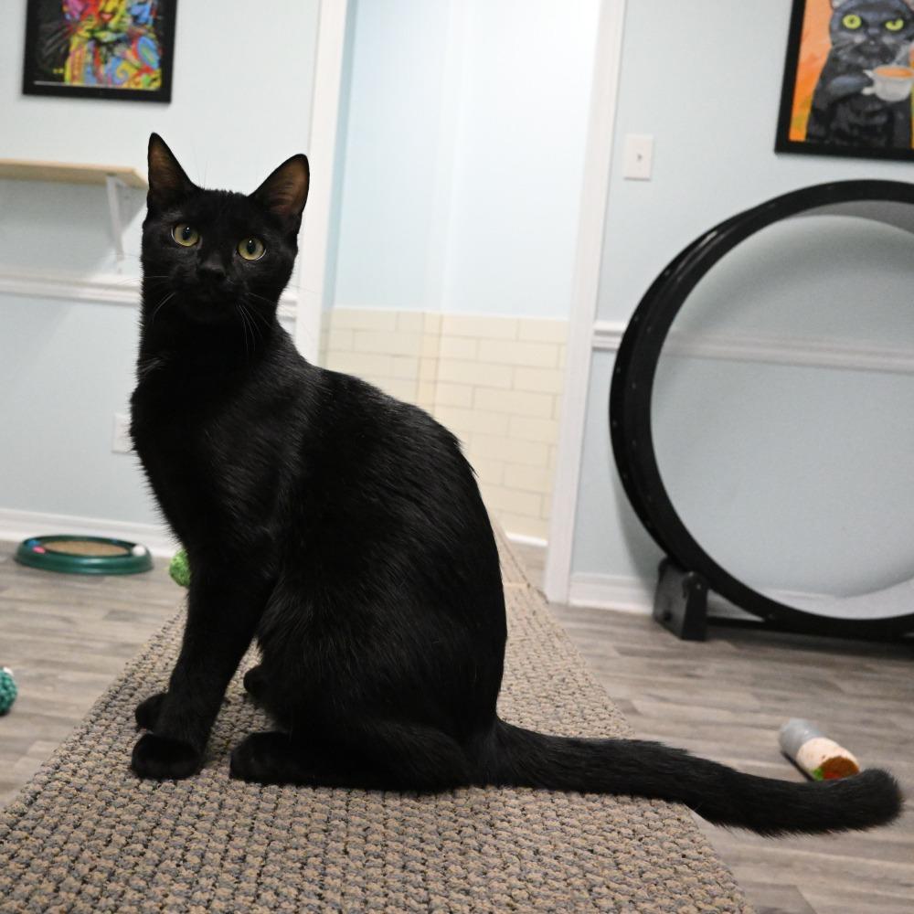 Enlarge Benkie, a Adoptable Domestic Short Hair in Mobile, AL image 3/5