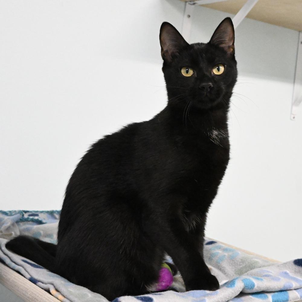 Enlarge Benkie, a Adoptable Domestic Short Hair in Mobile, AL image 4/5