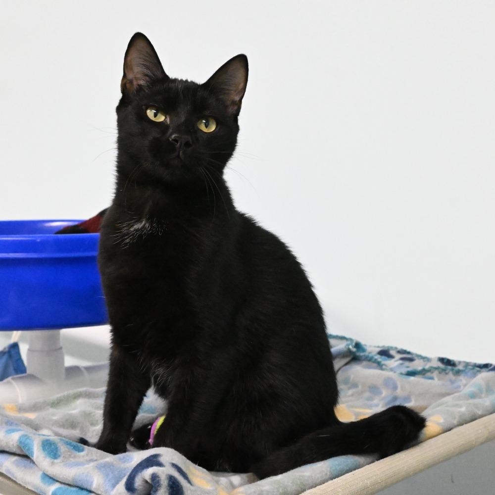 Enlarge Benkie, a Adoptable Domestic Short Hair in Mobile, AL image 5/5