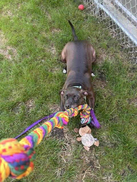 Luna, ADOPTABLE, Young Female Pit Bull Terrier & Labrador Retriever.