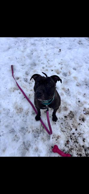 Luna, ADOPTABLE, Adult Female Pit Bull Terrier & Labrador Retriever.